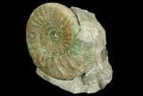 Ammonite (Orthosphinctes) Fossil on Rock - Germany #125870-1